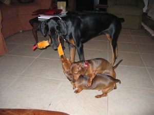 Babe was always part of the fun.